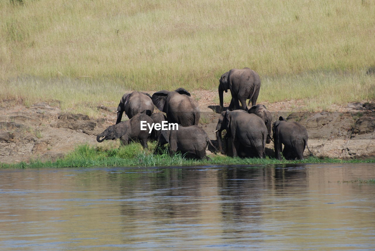 VIEW OF ELEPHANT IN LAKE