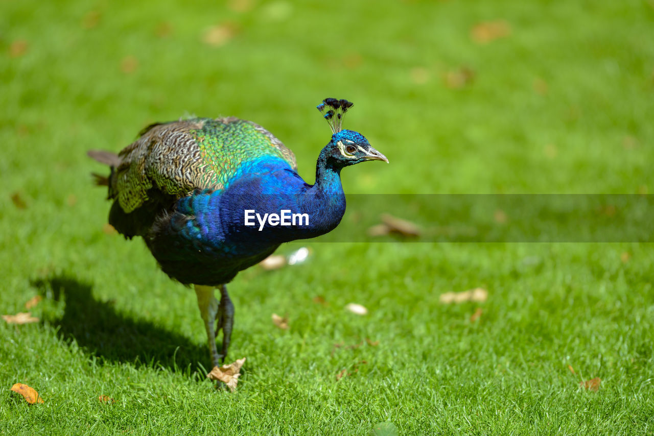 Peacock on a field