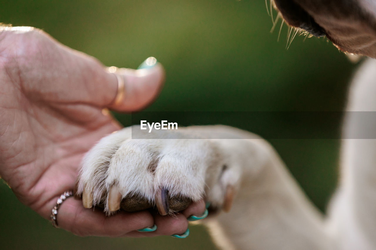 Dog paw in persons hand