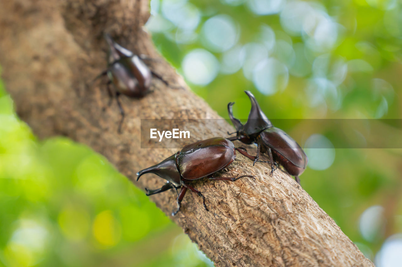 CLOSE-UP OF AN INSECT ON TREE TRUNK