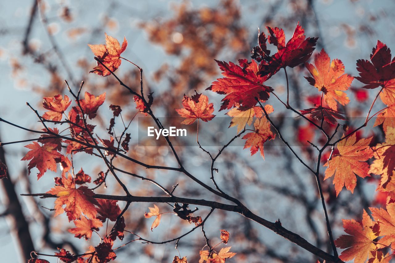 Low angle view of maple leaves on tree