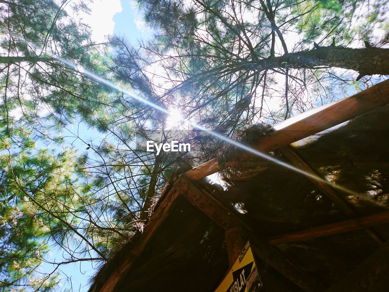 LOW ANGLE VIEW OF TREES AGAINST SKY