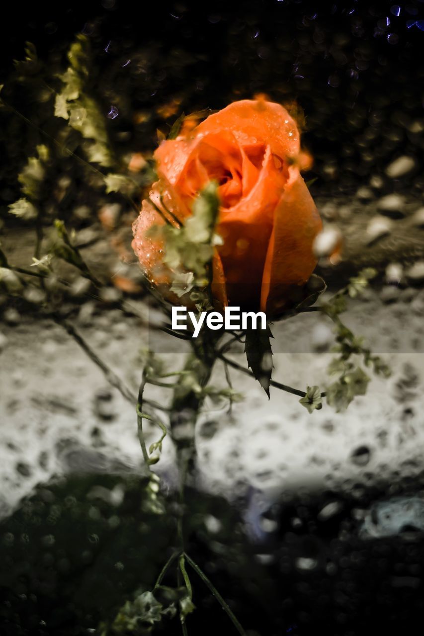 CLOSE-UP OF ORANGE FLOWER