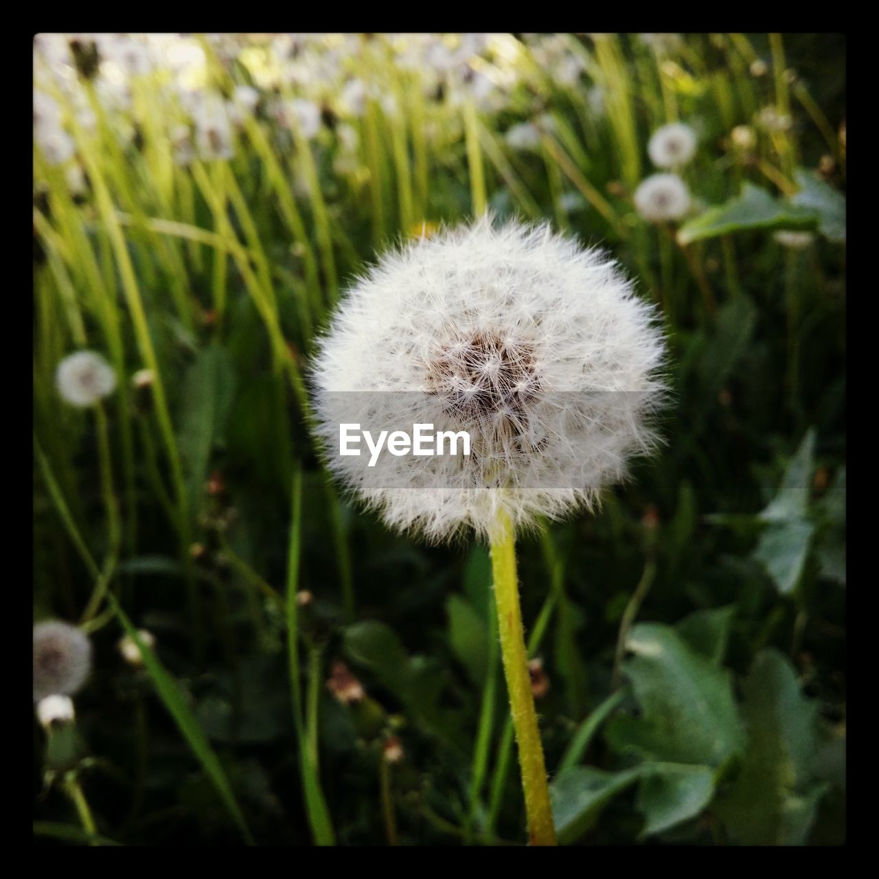 CLOSE-UP OF DANDELION GROWING OUTDOORS