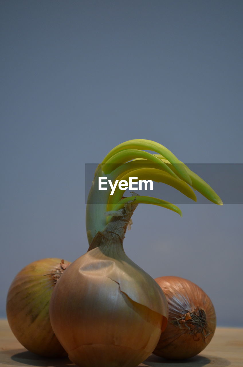 CLOSE-UP OF BANANAS ON TABLE