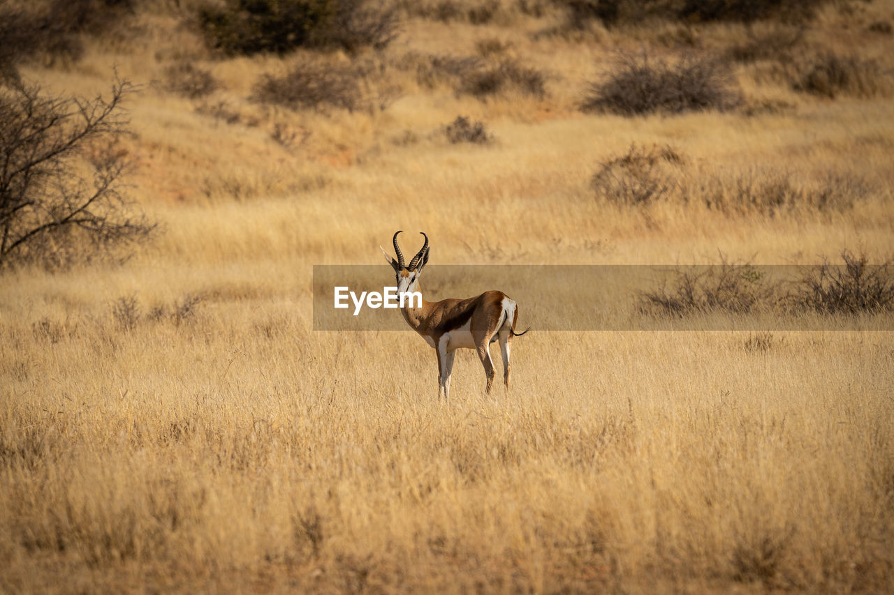 An antelope in the desert