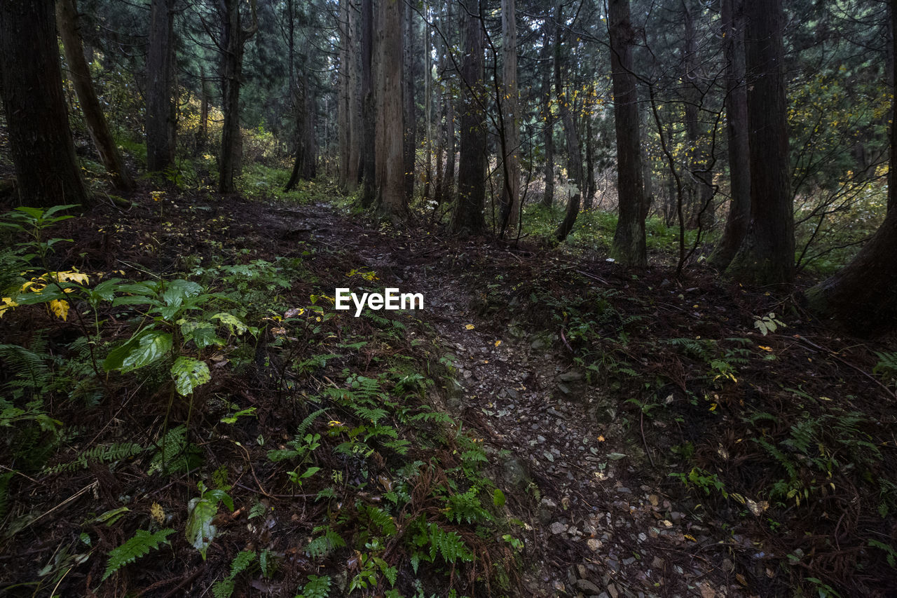 TREES GROWING IN FOREST