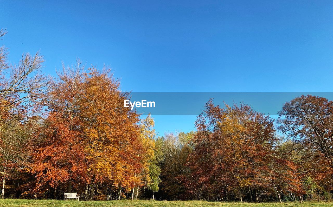 TREES AGAINST CLEAR SKY DURING AUTUMN