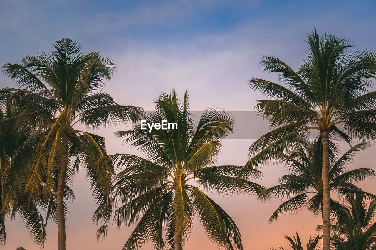 Low angle view of palm trees against sky