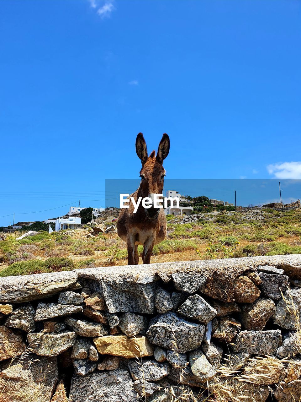 PORTRAIT OF HORSE STANDING ON ROCK AGAINST SKY