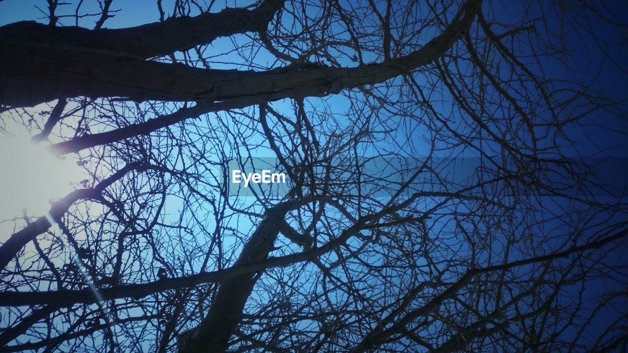 LOW ANGLE VIEW OF BARE TREES AGAINST THE SKY