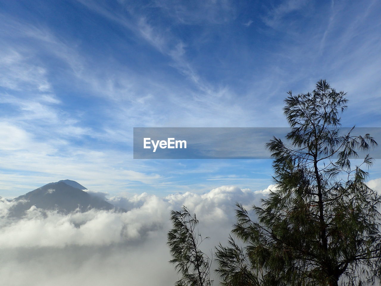 LOW ANGLE VIEW OF TREES AGAINST CLOUDY SKY