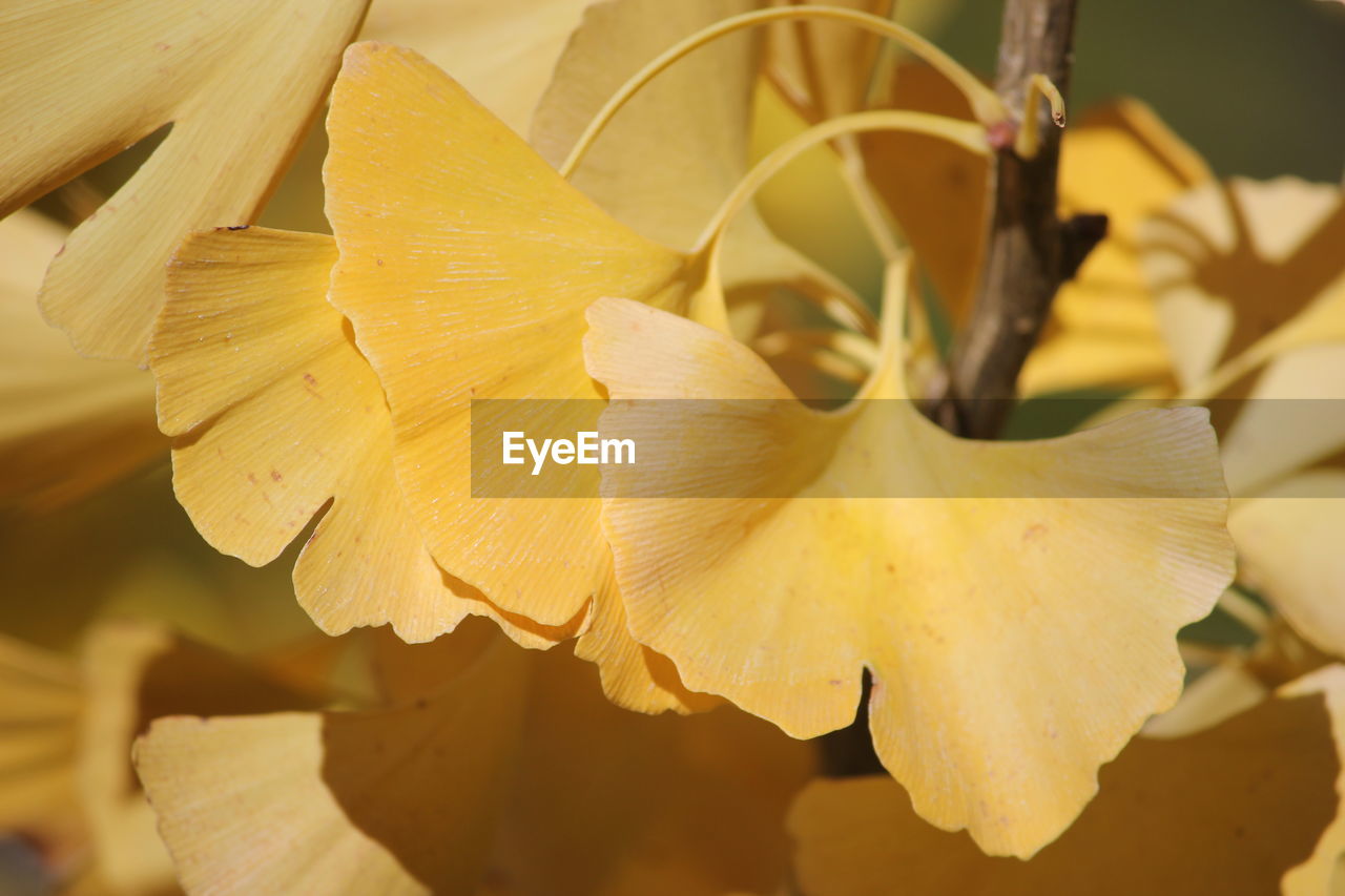 CLOSE-UP OF YELLOW FLOWERING LEAVES