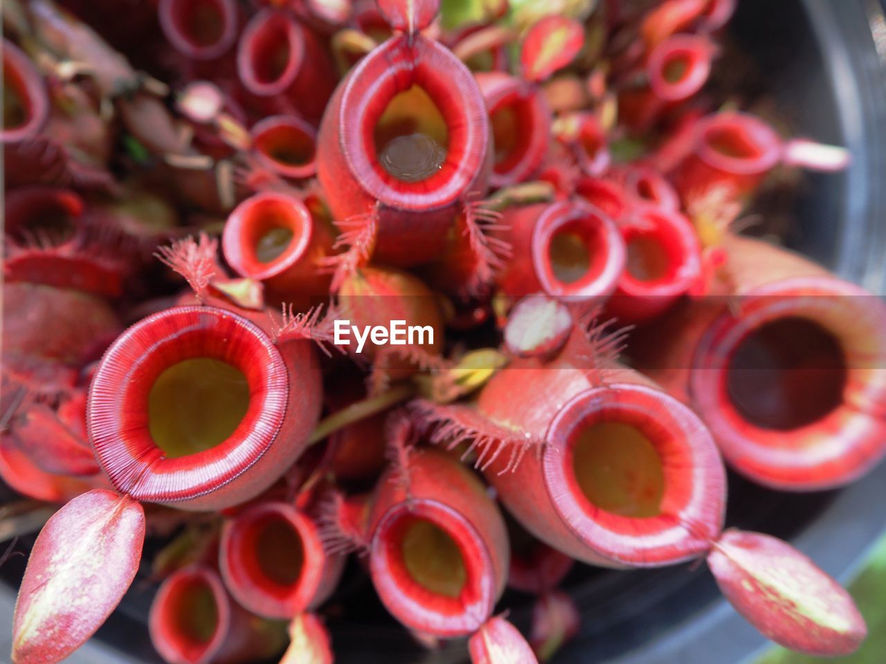 CLOSE-UP OF RED CHILI