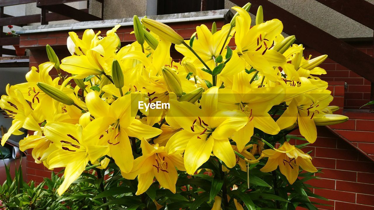 Close-up of yellow flowers