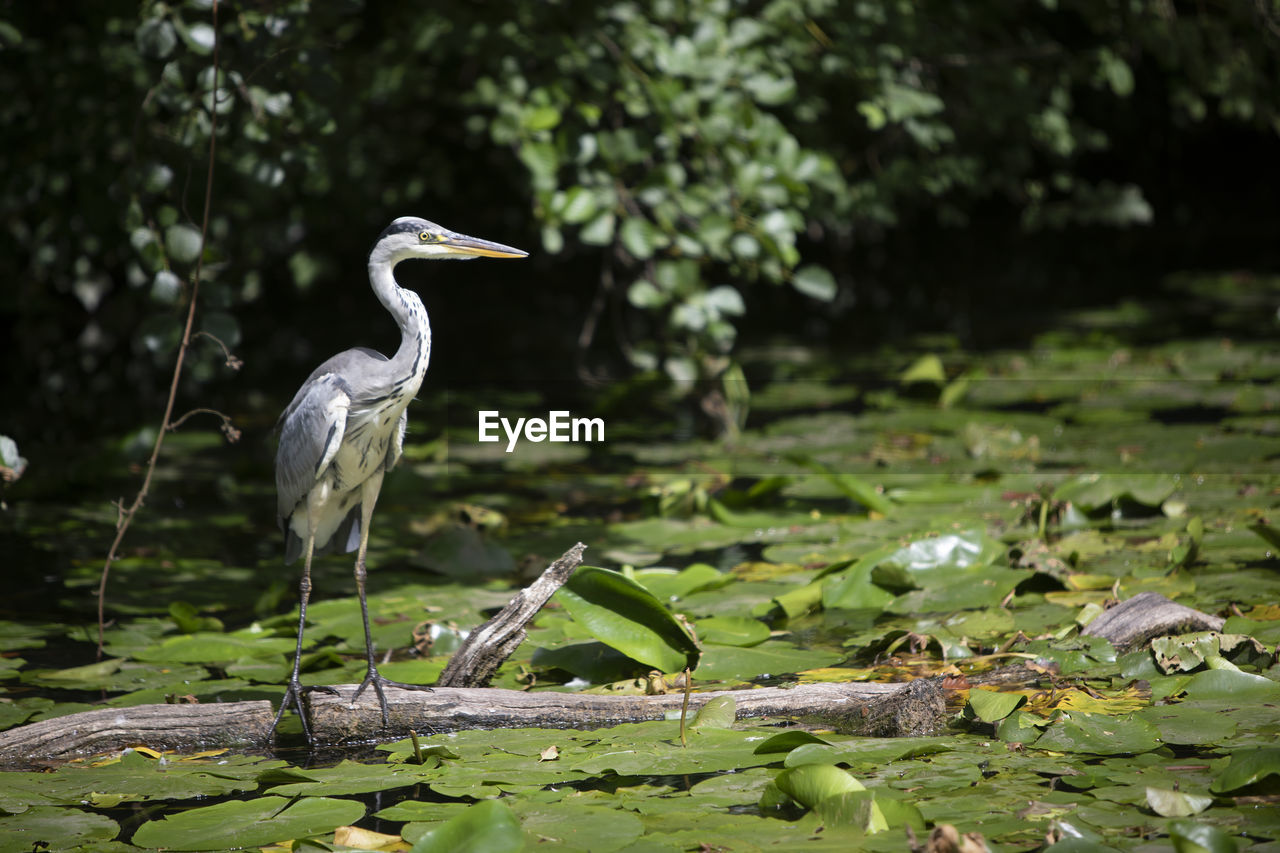 View of a heron in lake