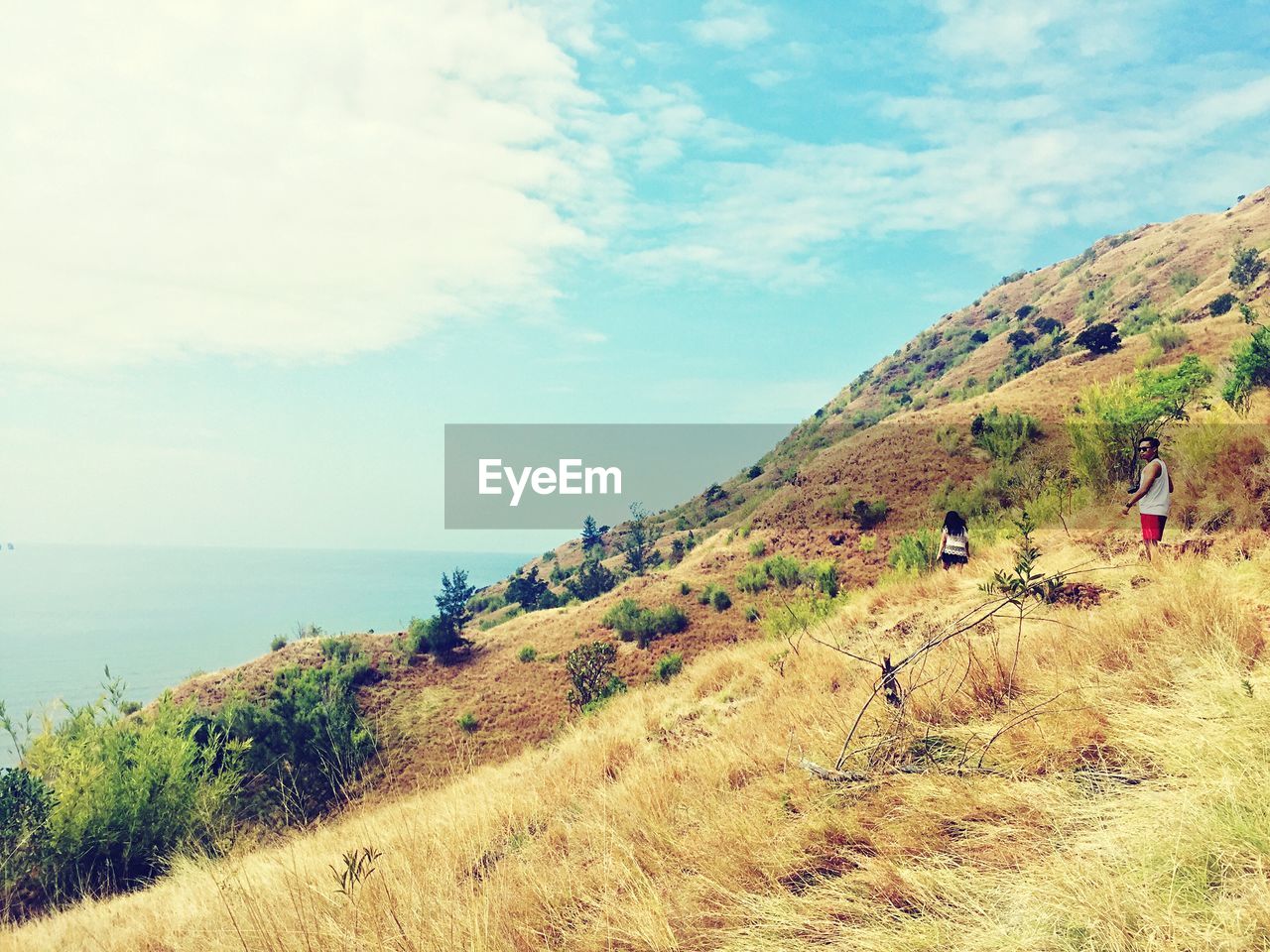 SCENIC VIEW OF SEA BY TREE AGAINST SKY