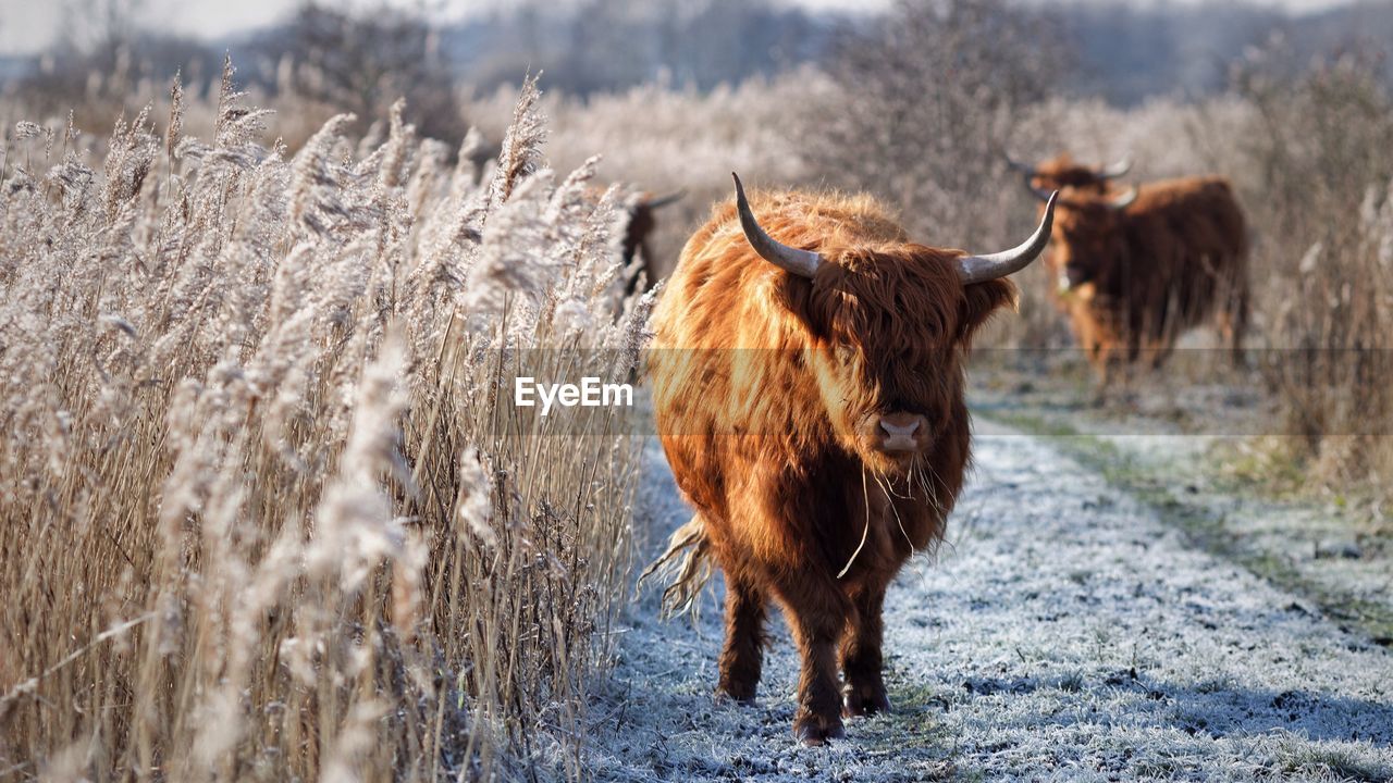 Highland cattle on field during winter