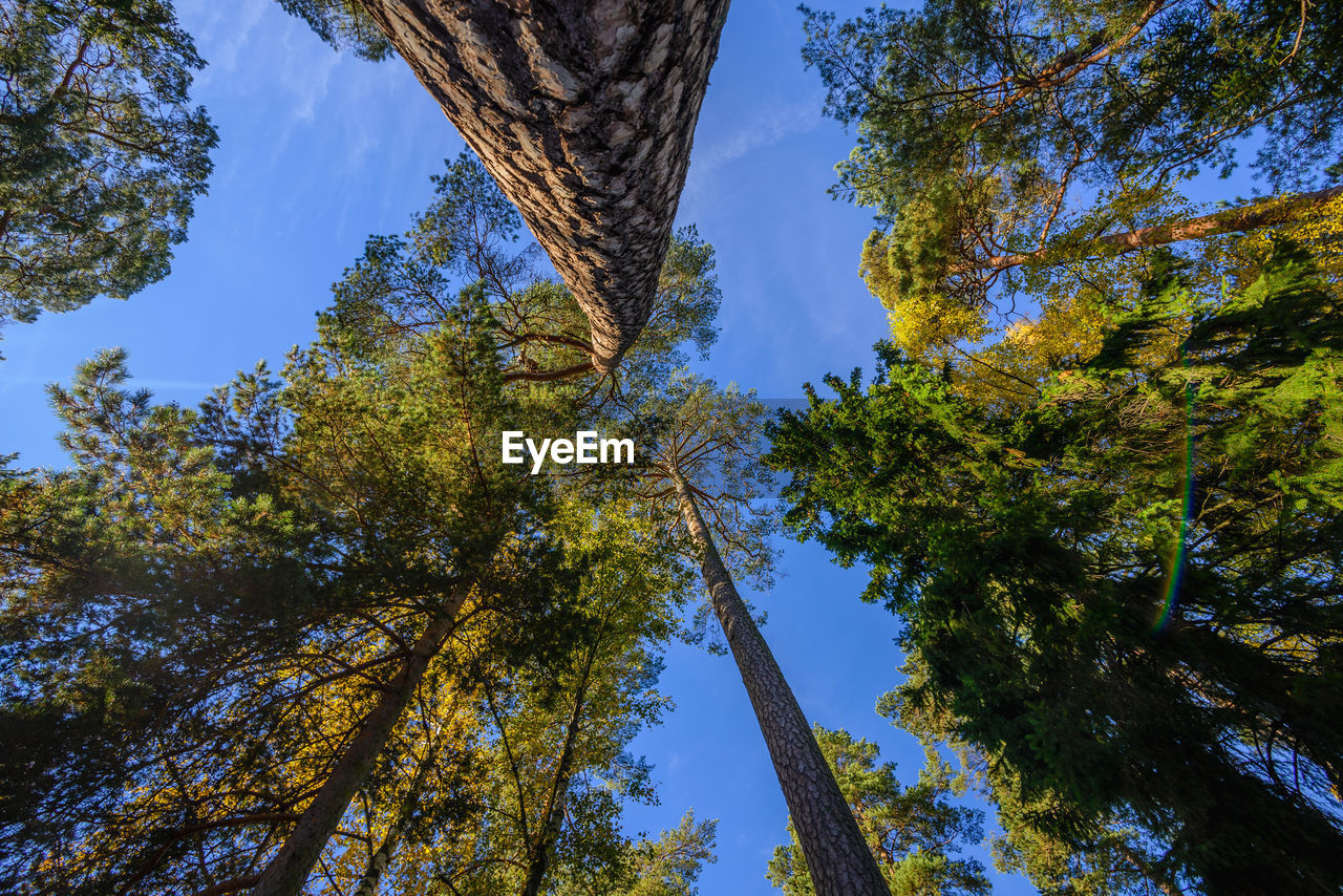 Directly below view of trees in forest against blue sky