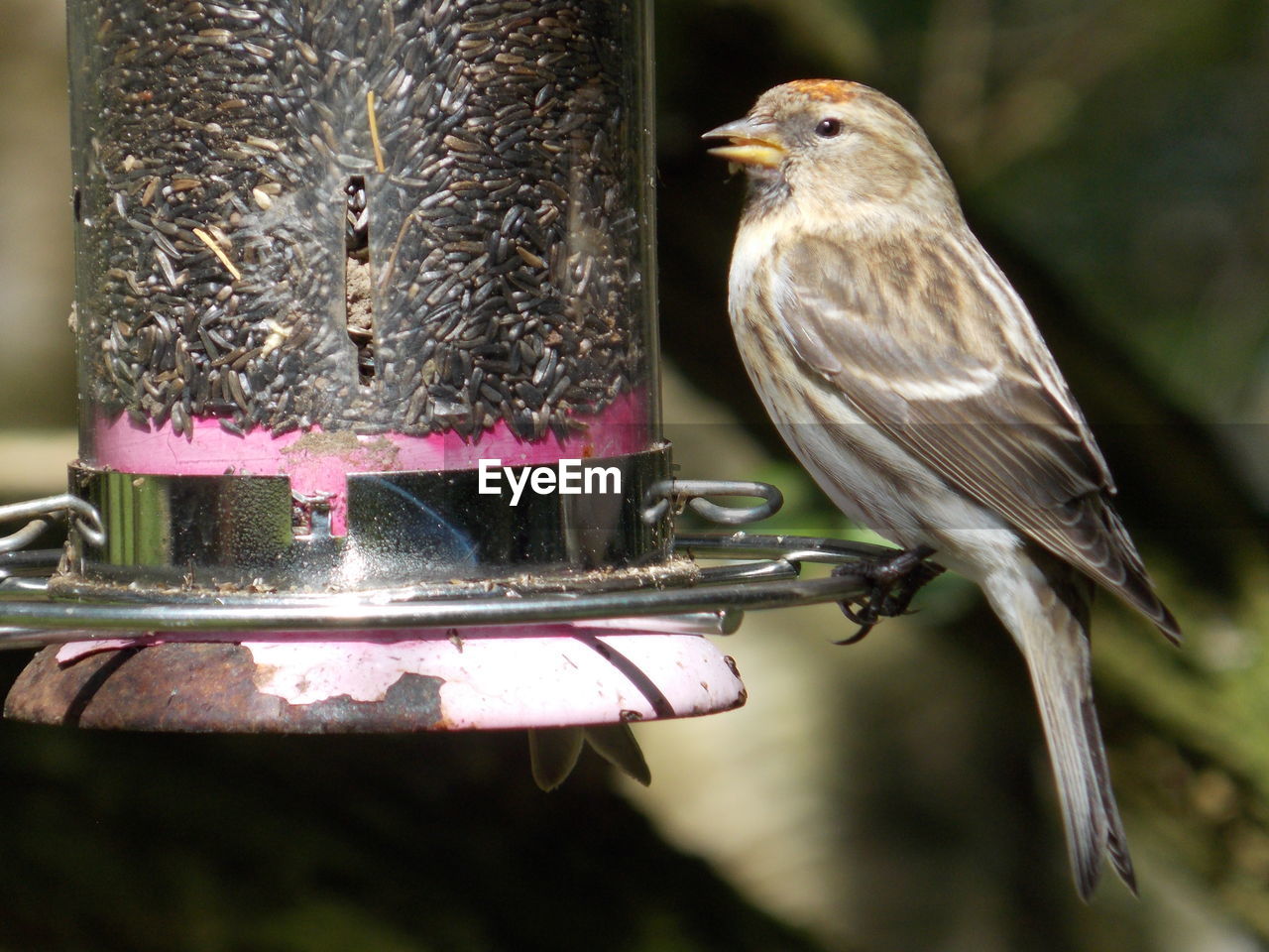 Side view of house finch perching on bird feeder