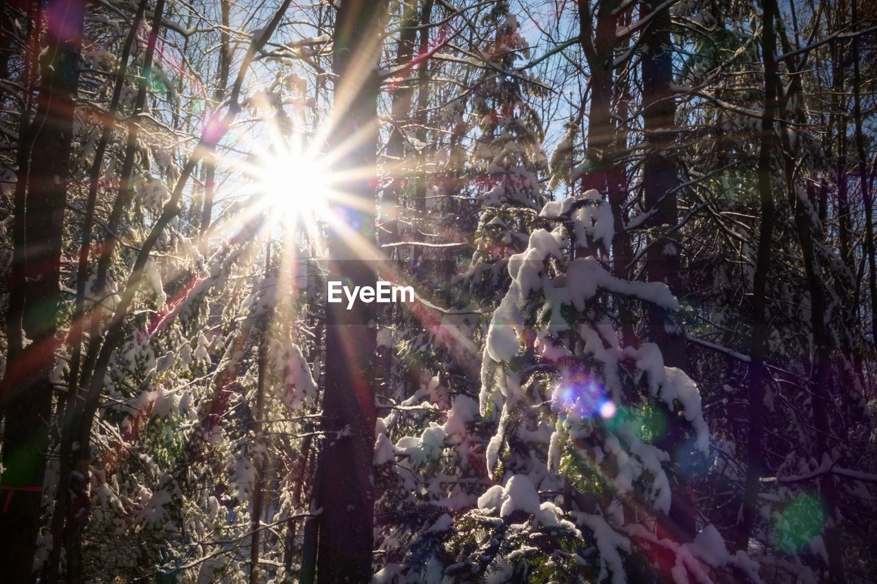 LOW ANGLE VIEW OF SUN SHINING THROUGH TREE