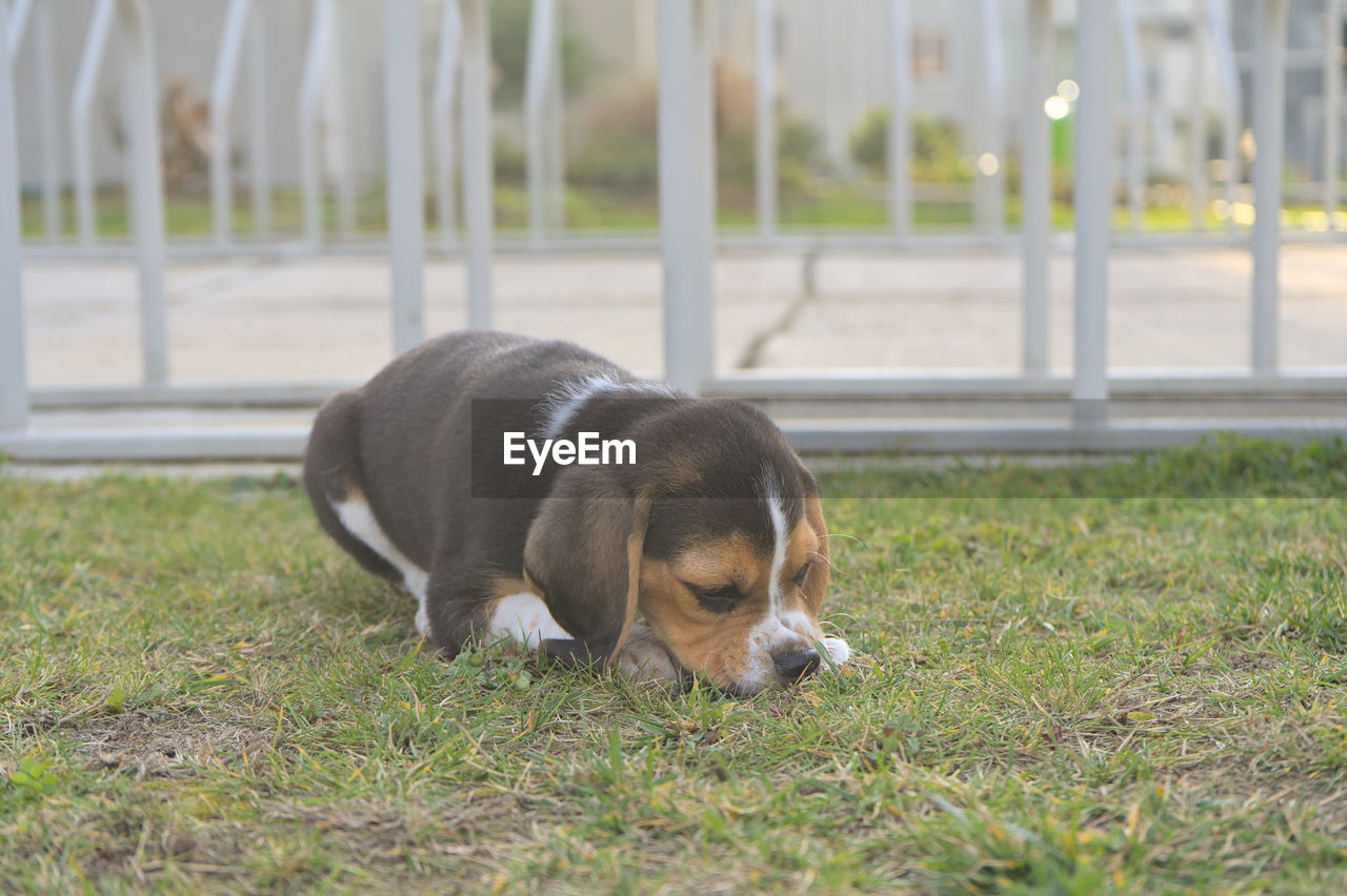 pet, one animal, animal themes, mammal, animal, dog, domestic animals, canine, beagle, grass, hound, no people, plant, estonian hound, puppy, nature, basset artésien normand, day, young animal, relaxation, outdoors