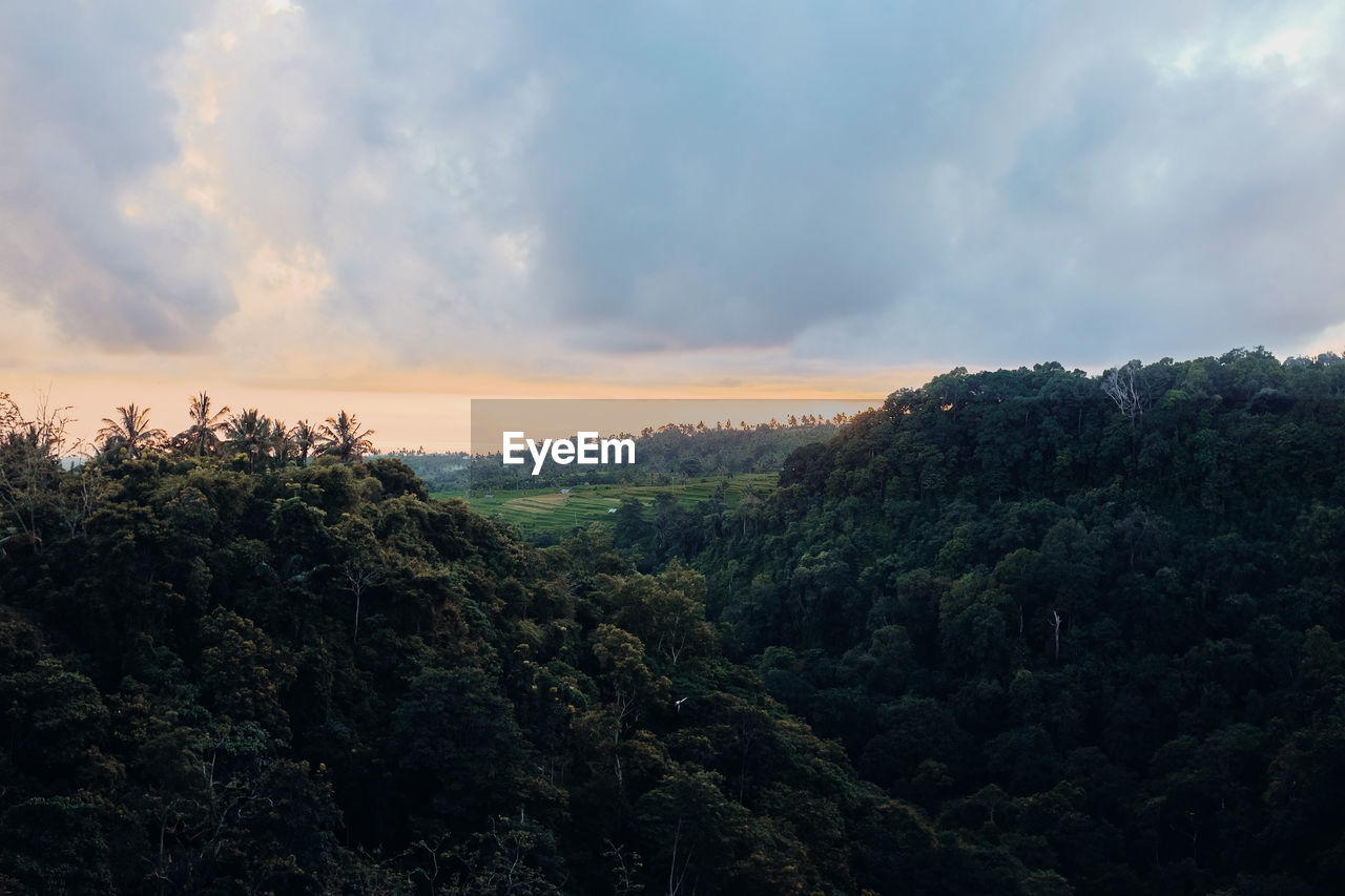 PANORAMIC SHOT OF TREES ON LANDSCAPE AGAINST SKY