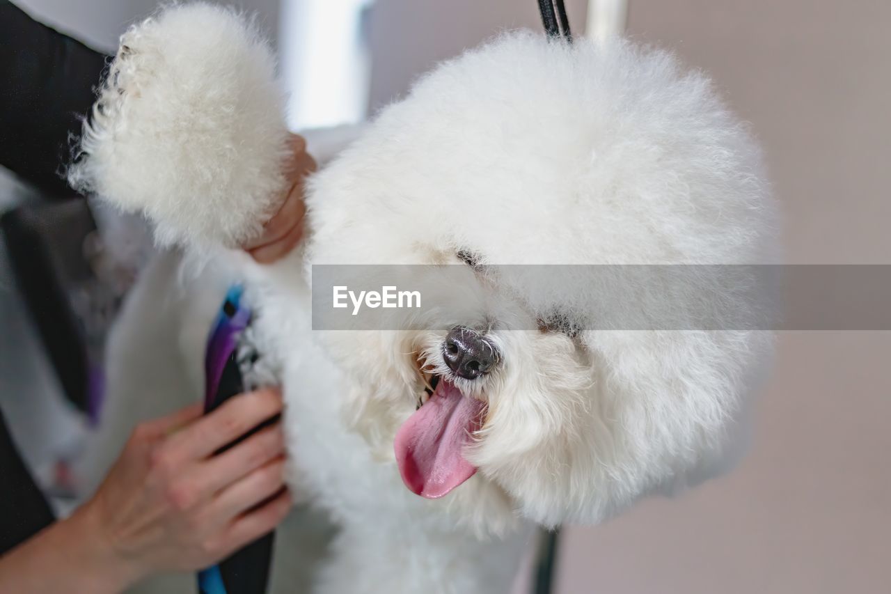 Dog getting haircut with scissors at grooming salon and pet spa