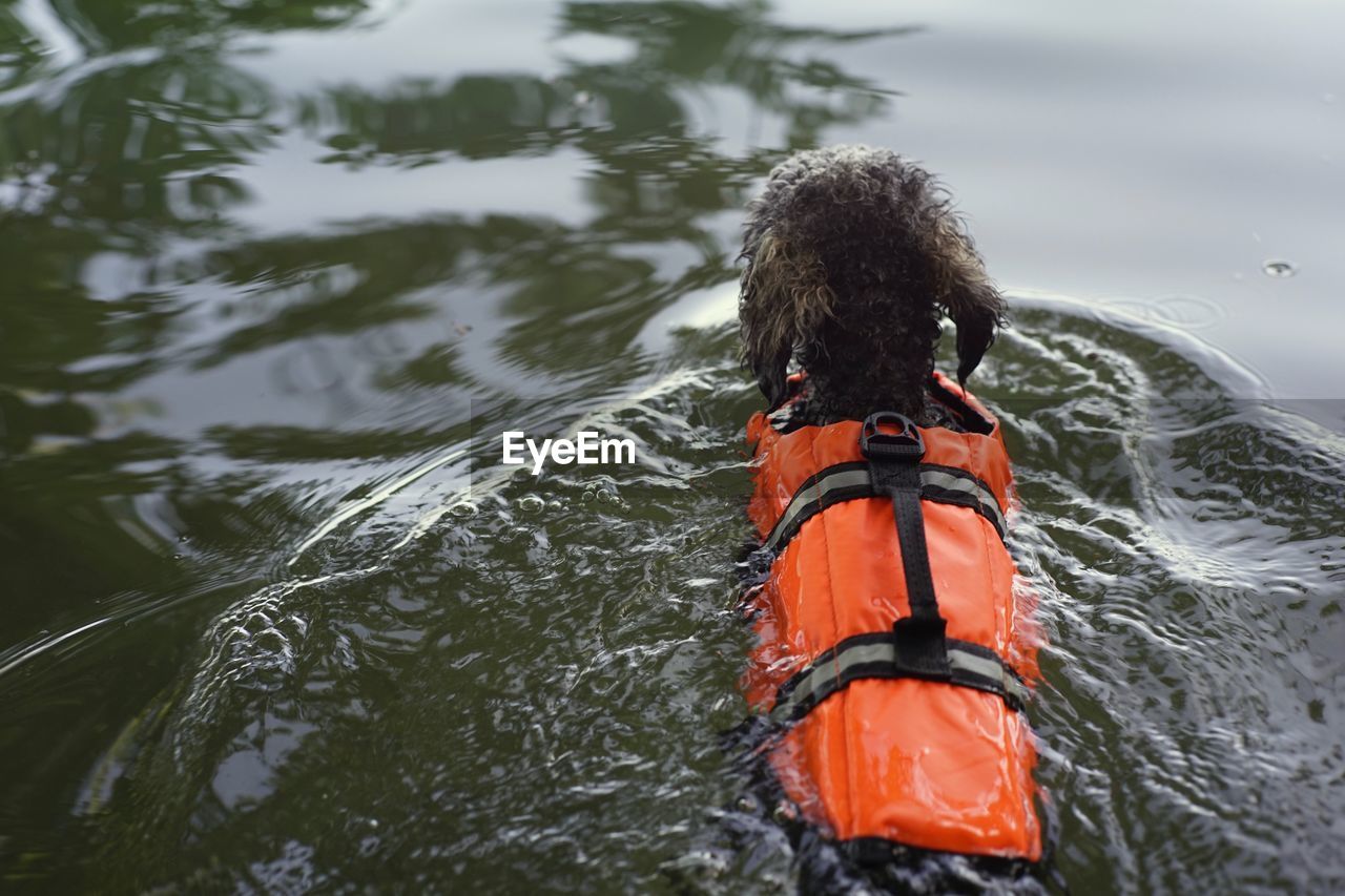 Cute little grey brown silver poodle dog swimming with life vest
