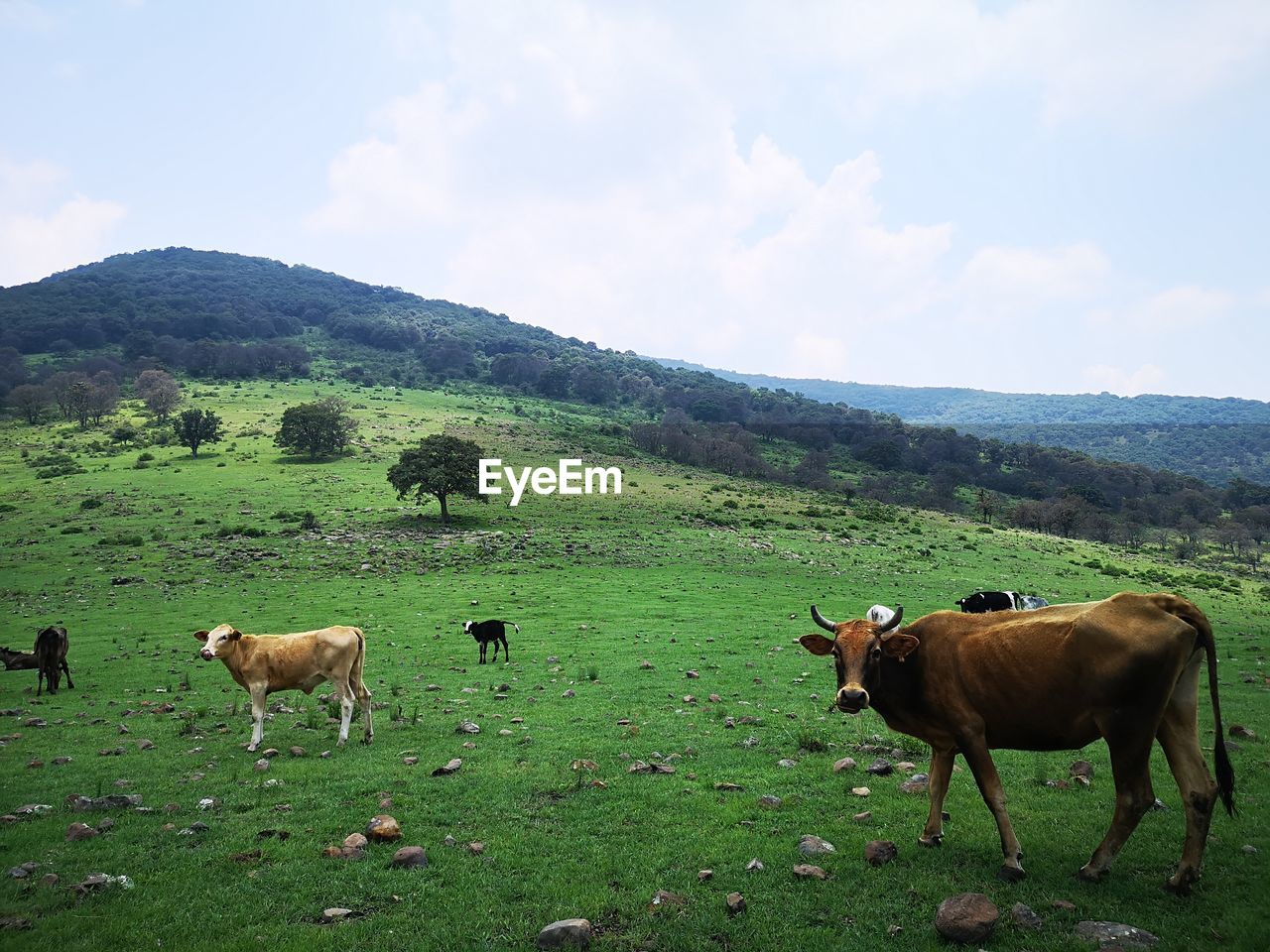 COWS ON GRASSY FIELD