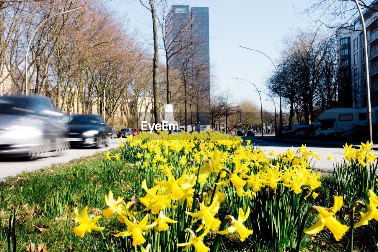 YELLOW FLOWERS ON ROAD