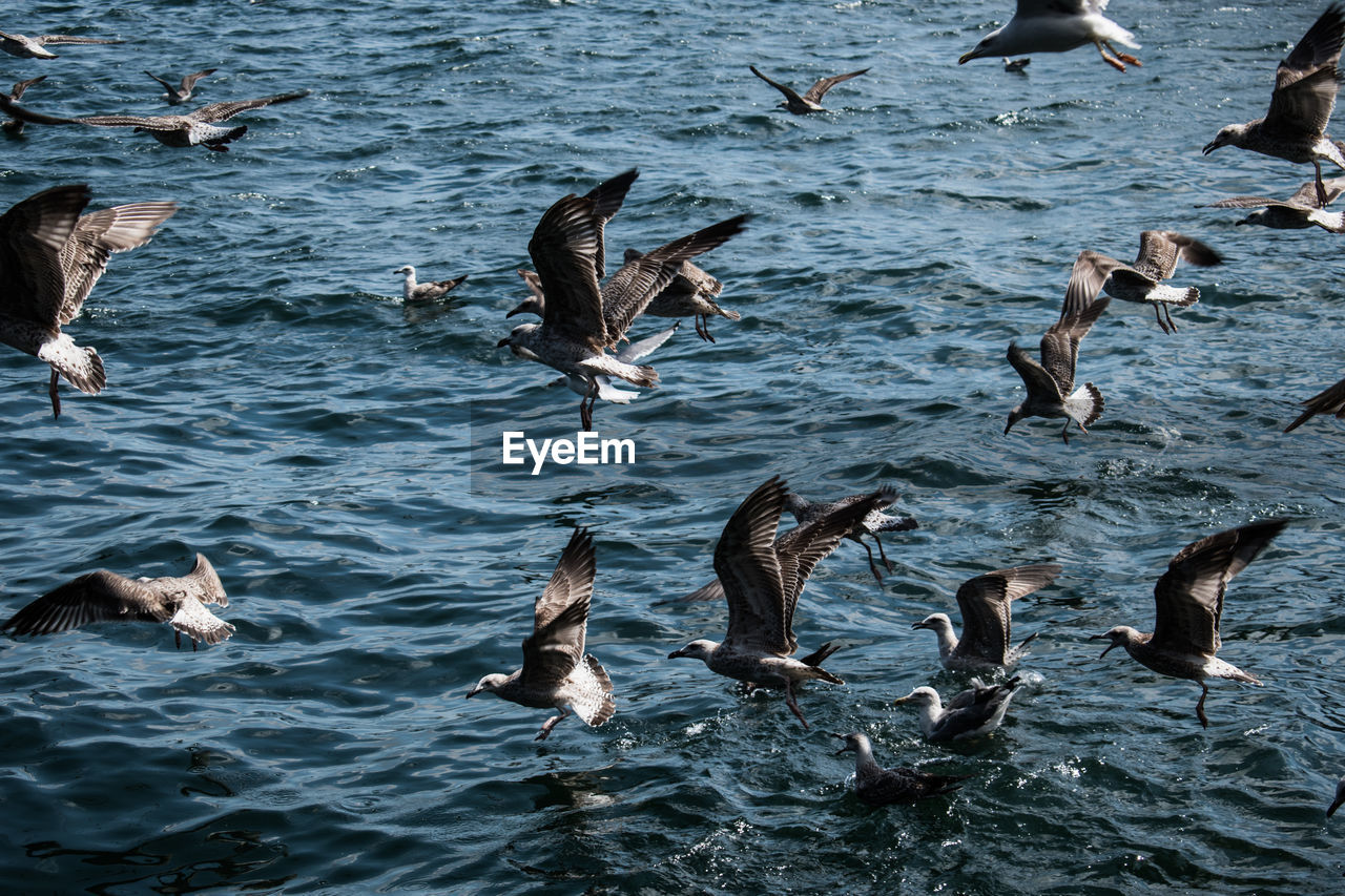 High angle view of seagulls flying over sea