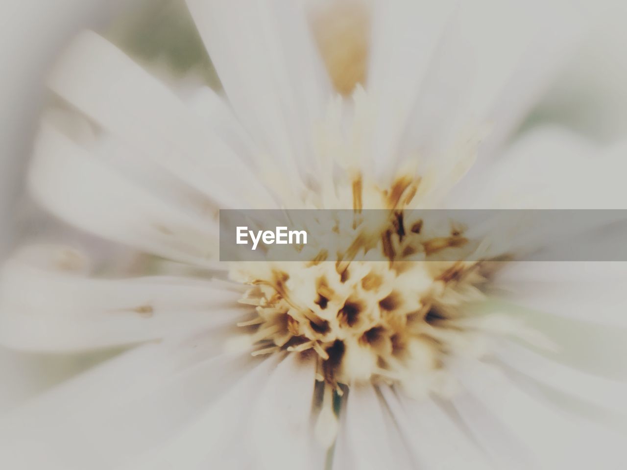 CLOSE-UP OF WHITE FLOWERS BLOOMING OUTDOORS