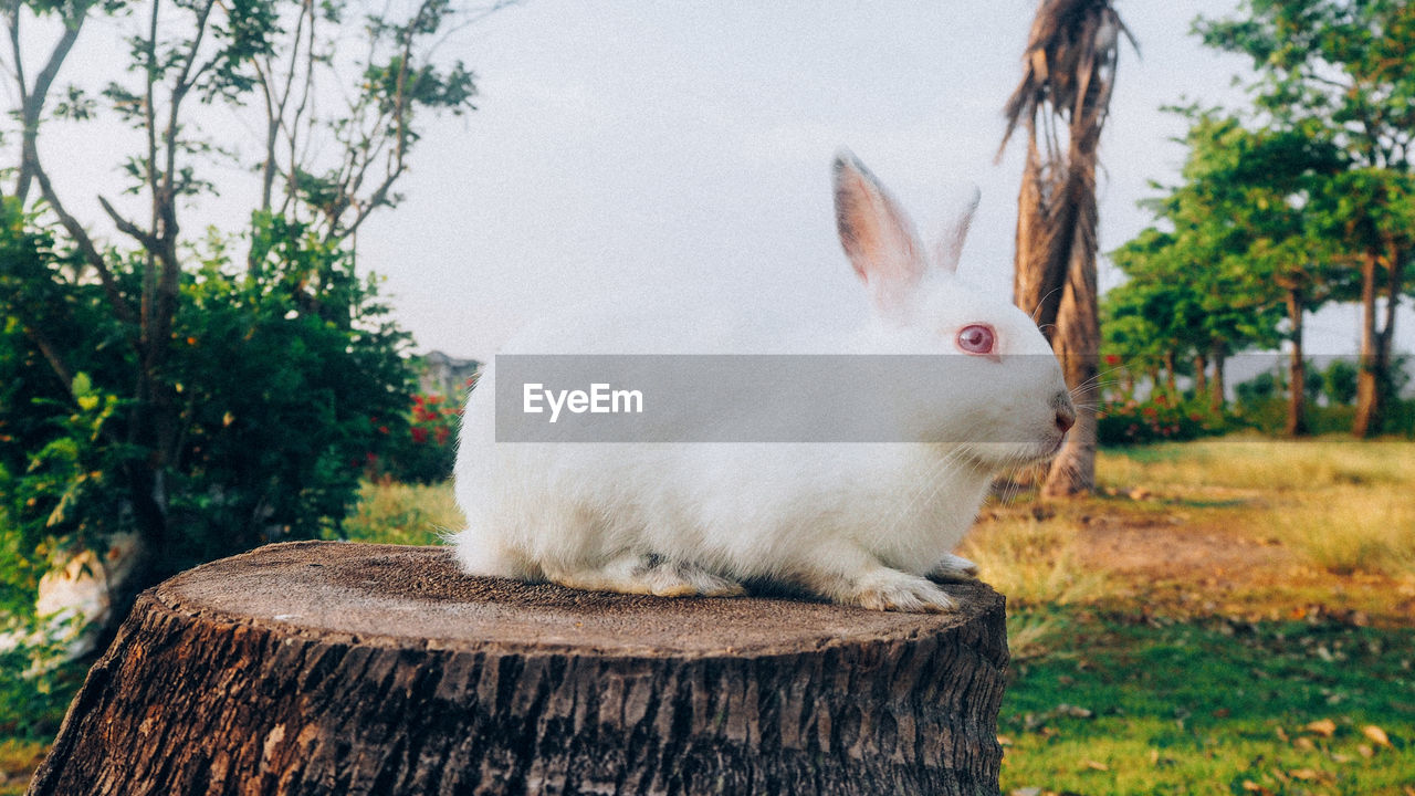 Close-up of rabbit sitting on tree stump