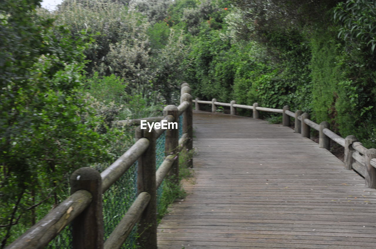 FOOTBRIDGE OVER FOREST