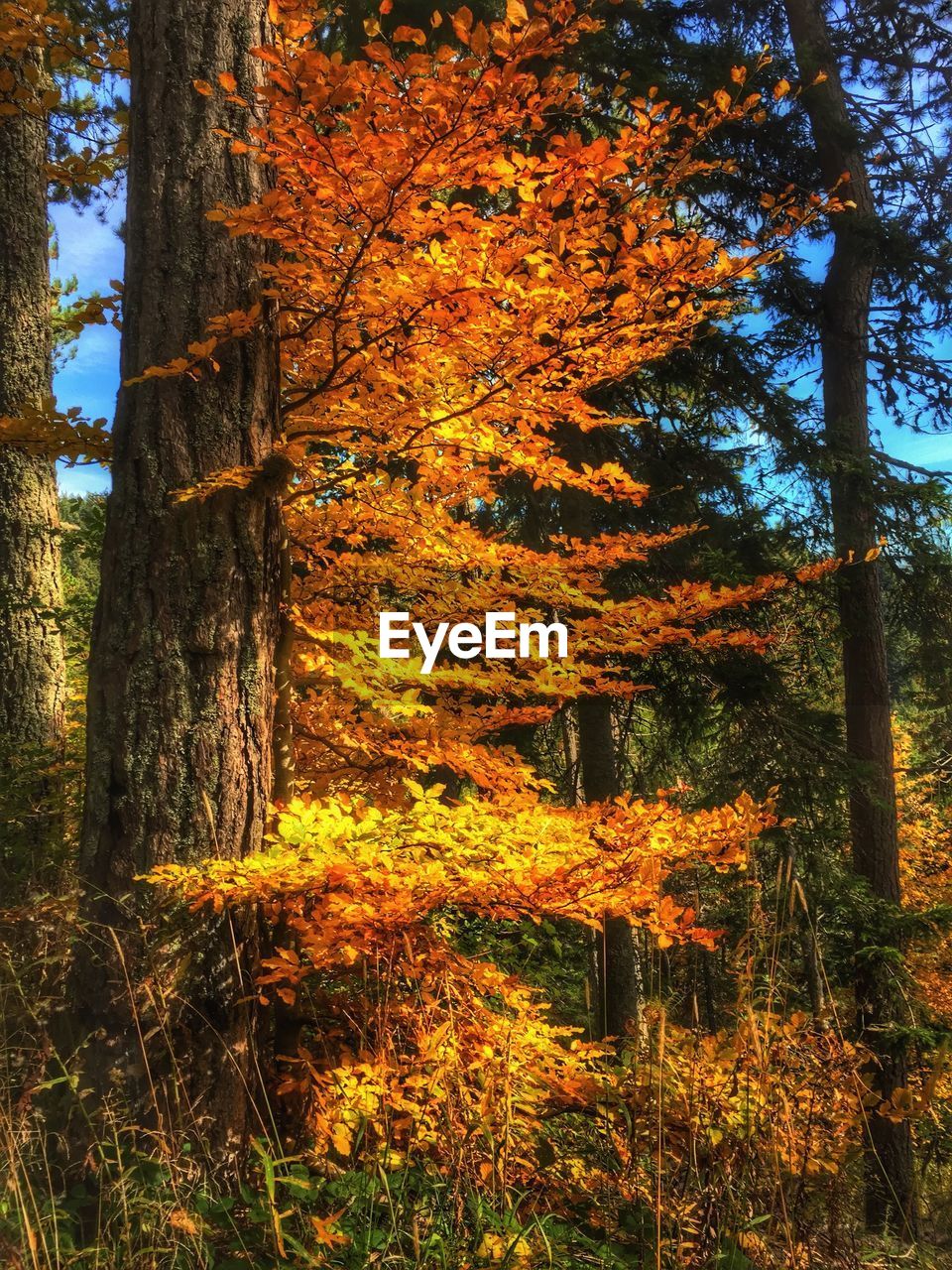 CLOSE-UP OF AUTUMN TREE AGAINST SKY