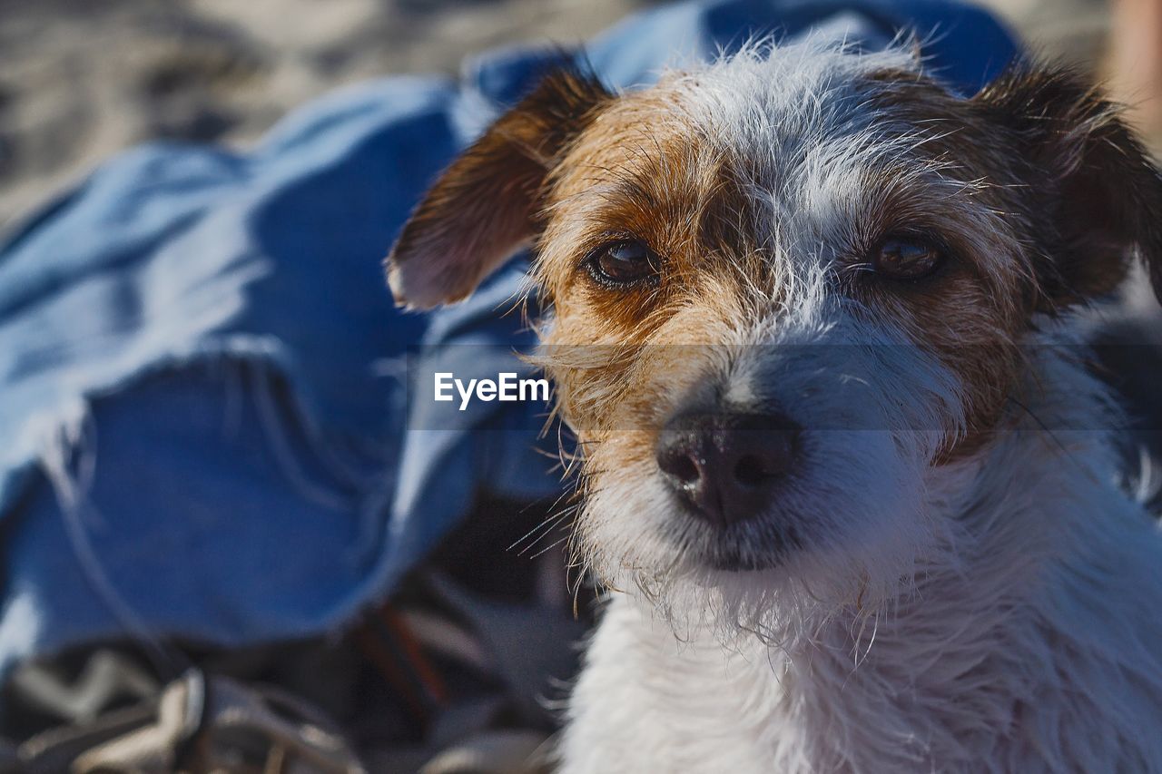 Close-up portrait of dog