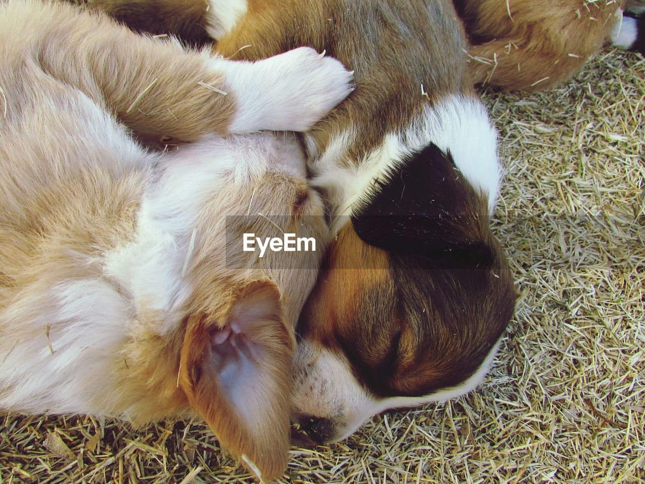 High angle view of puppies playing on hay