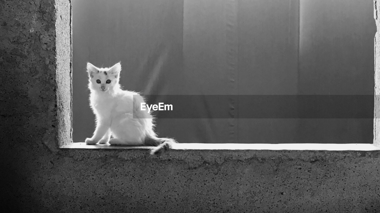 Portrait of white cat sitting on wall