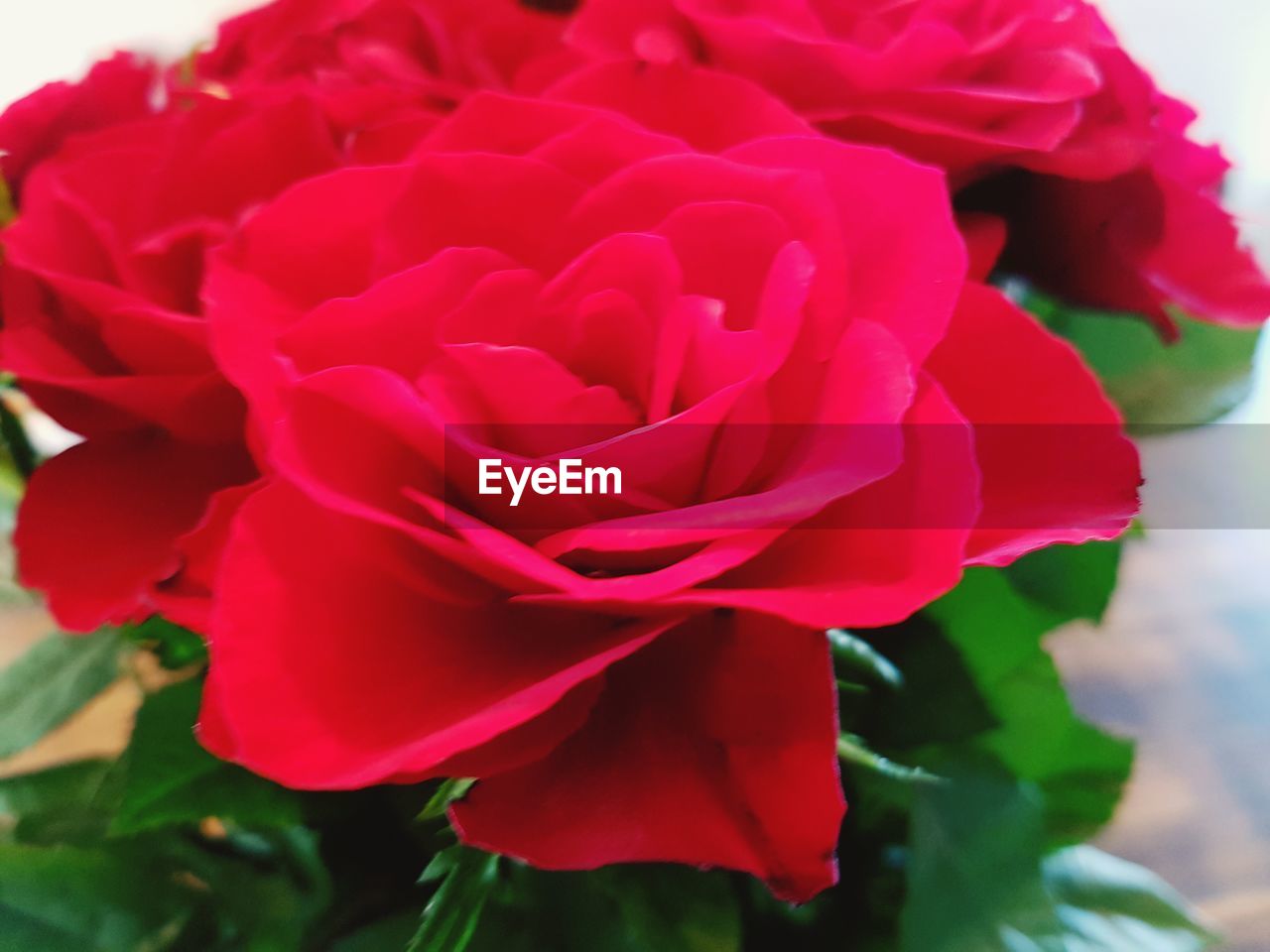 CLOSE-UP OF RED FLOWER