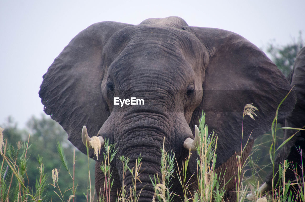 African elephant standing amidst grass