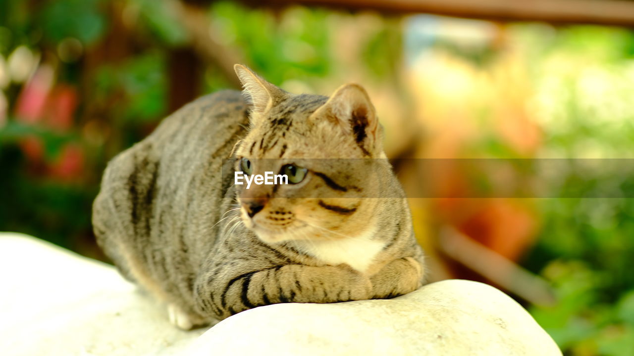 CLOSE-UP OF A CAT LOOKING AWAY OUTDOORS