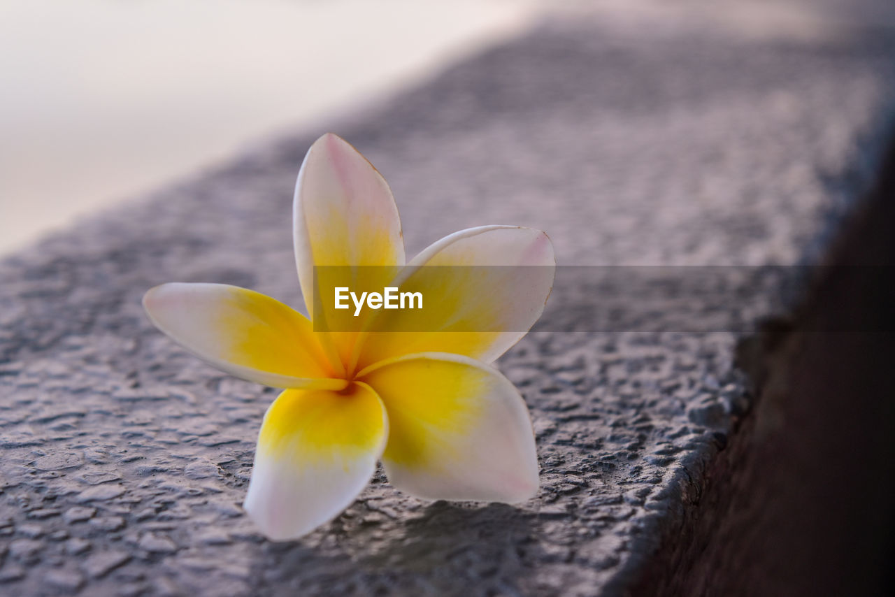 CLOSE-UP OF YELLOW FRANGIPANI ON FLOWER