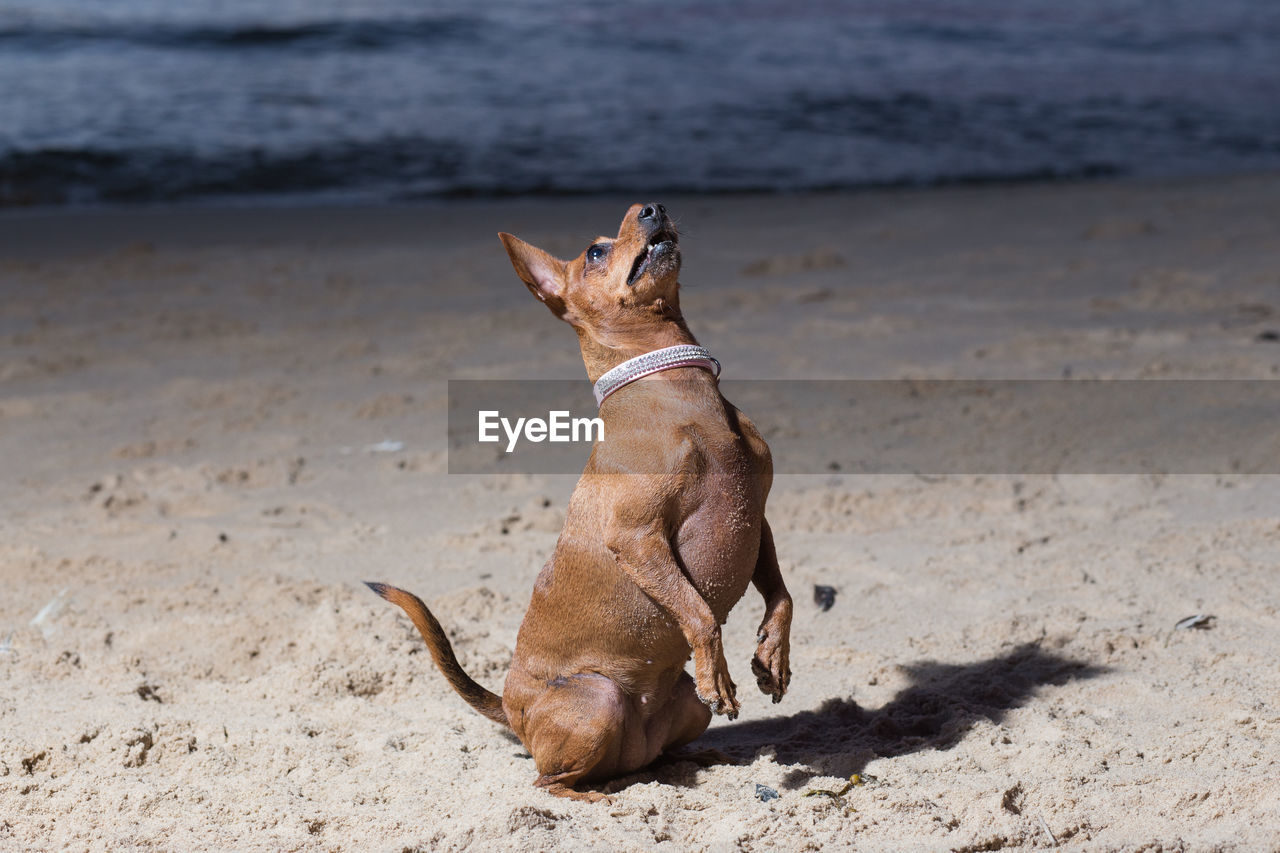 DOG ON A BEACH