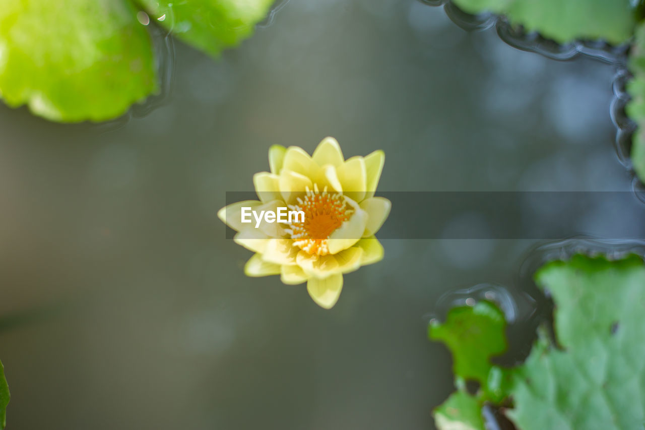 Close-up of yellow flowering plant