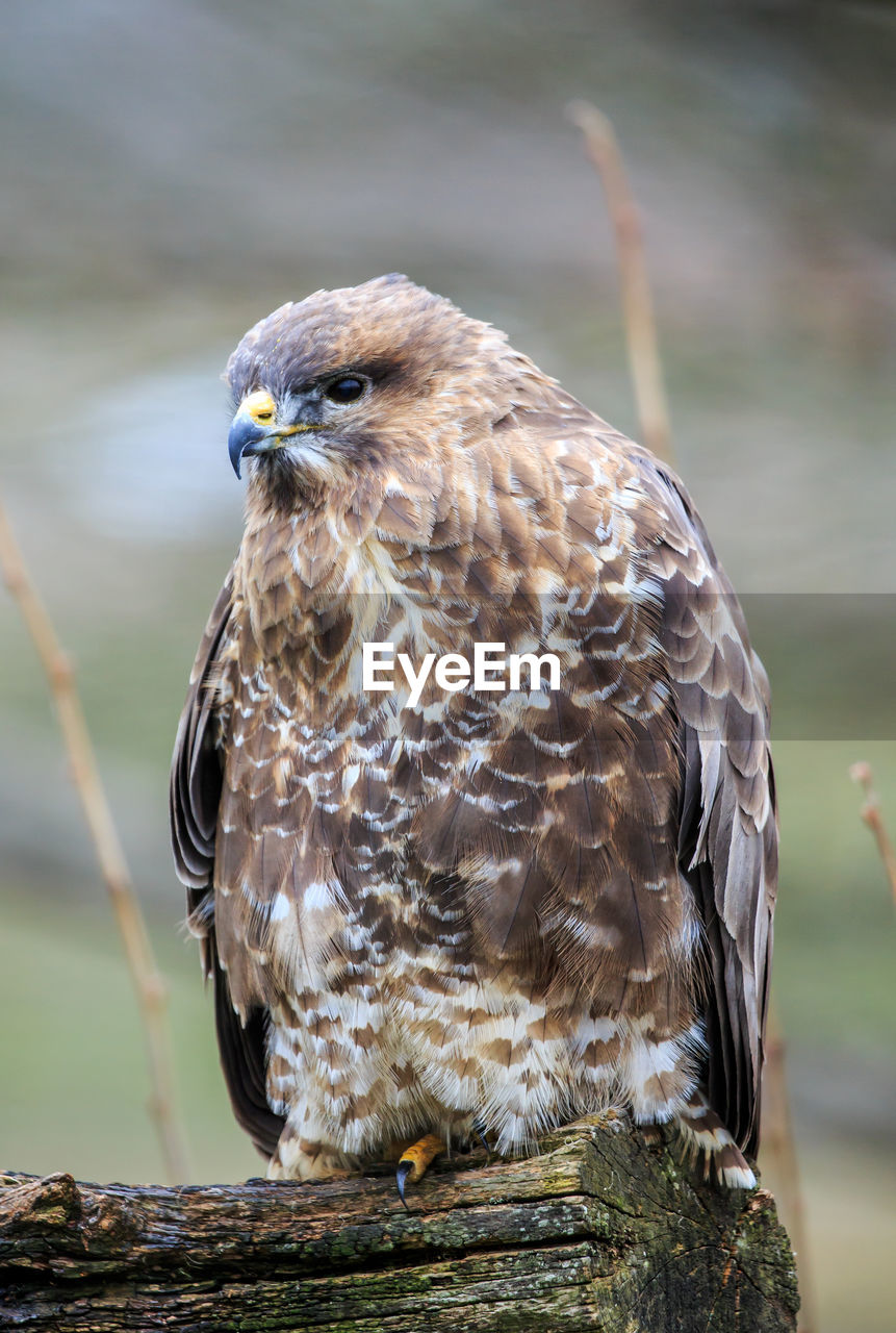 A common buzzard