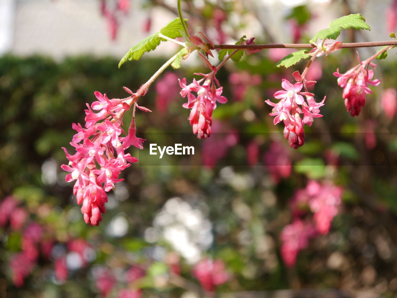 Close-up of pink flowering plant