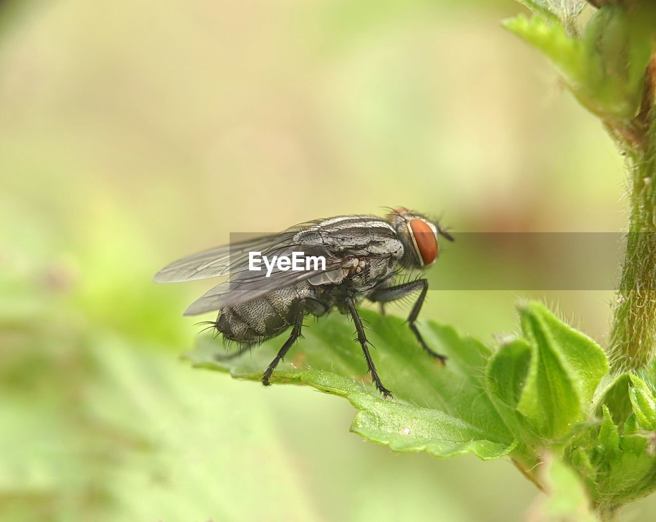 Flies. sarcophaga carnaria - close up details of flies, isolated flies, flies on the leaves