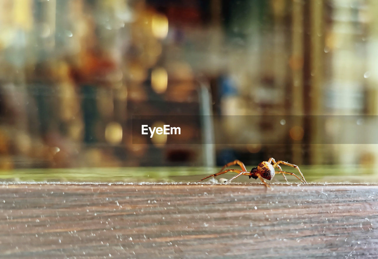 CLOSE-UP OF ANT ON WOOD