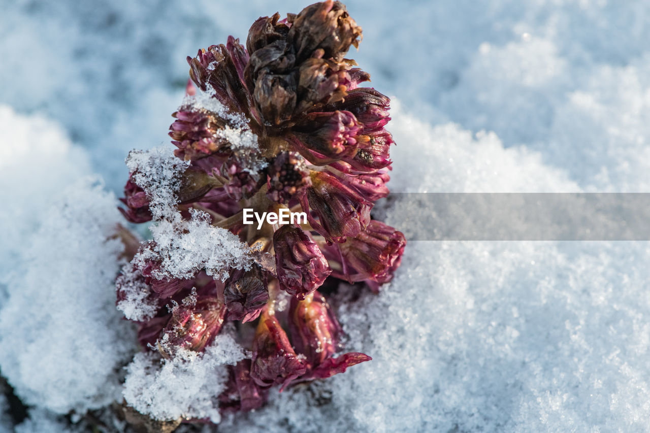 HIGH ANGLE VIEW OF SNOW ON PLANT